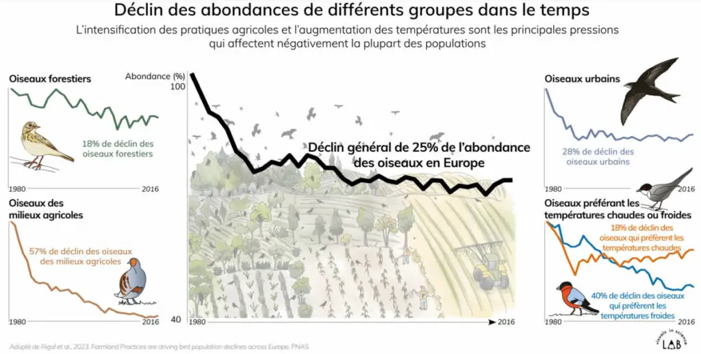 Les oiseaux européens menacés : L’agriculture intensive en cause 3