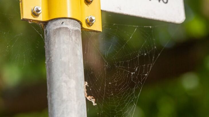 Des toiles d'araignée révèlent le secret des microplastiques