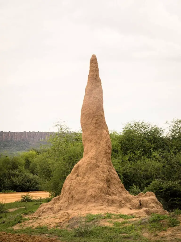 Bâtiments Éco-responsables : les termites nous montrent la voie 2