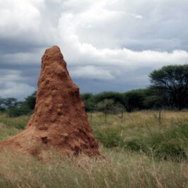 Bâtiments Éco-responsables : les termites nous montrent la voie