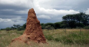 Bâtiments Éco-responsables : les termites nous montrent la voie