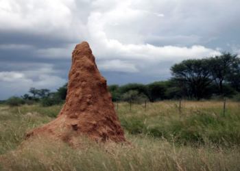 Bâtiments Éco-responsables : les termites nous montrent la voie