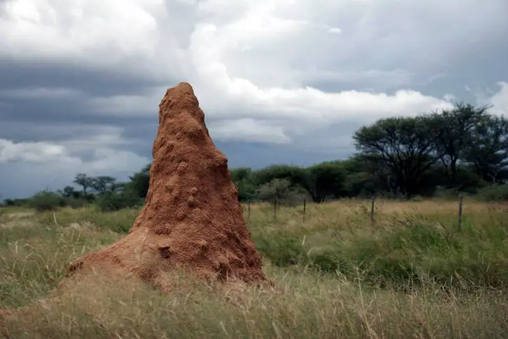 Bâtiments Éco-responsables : les termites nous montrent la voie