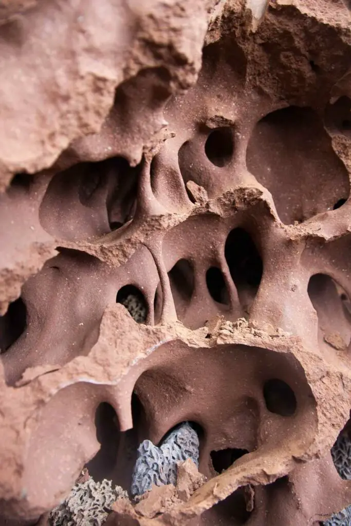 Bâtiments Éco-responsables : les termites nous montrent la voie 3