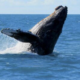 ABB Dynafin : une propulsion marine inspirée des baleines