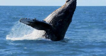 ABB Dynafin : une propulsion marine inspirée des baleines