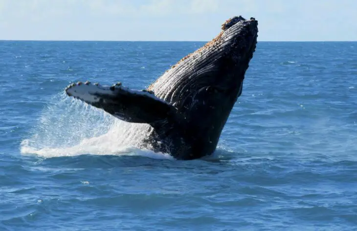 ABB Dynafin : une propulsion marine inspirée des baleines