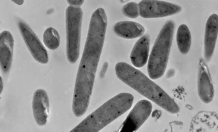 L'électrosynthèse microbienne: un potentiel commercial inexploité 2