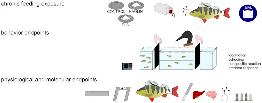 Le bioplastique à base de sucre menace aussi nos poissons 2