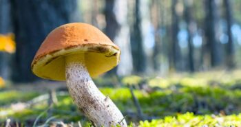 Révélation surprenante : les champignons stockent un tiers du carbone mondial