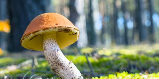 Révélation surprenante : les champignons stockent un tiers du carbone mondial