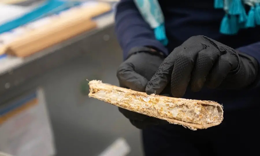 Des pales d'éoliennes compostables à partir de bambou et de mycélium 2