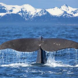 Le potentiel des baleines pour capturer le carbone : Mythe ou réalité ?