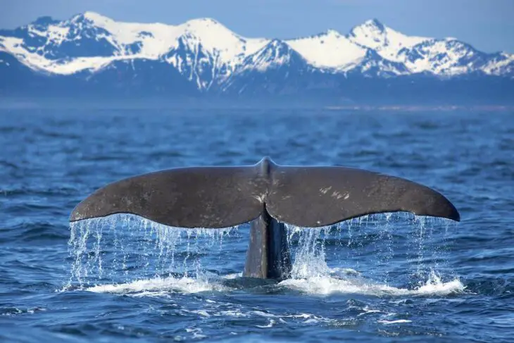 Le potentiel des baleines pour capturer le carbone : Mythe ou réalité ?