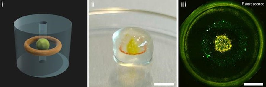 Impression 3D de Tissus : les étapes clés vers la médecine de demain 4