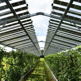 Agrivoltaïsme : le plus grand parc solaire d'Europe voit le jour