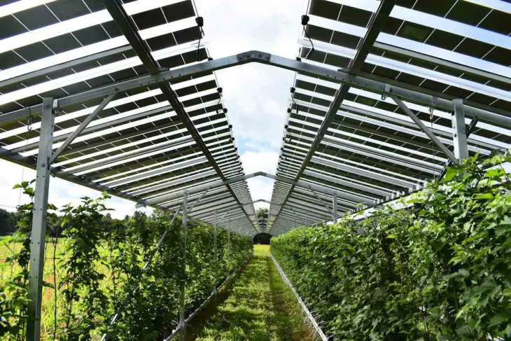 Agrivoltaïsme : le plus grand parc solaire d'Europe voit le jour