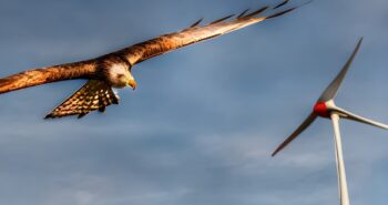 Le système SafeWind réduit les collisions entre oiseaux et éoliennes