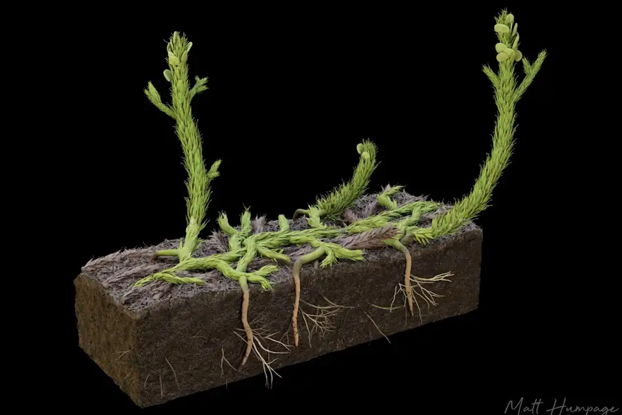 Un fossile végétal remet en question l'évolution des feuilles 2