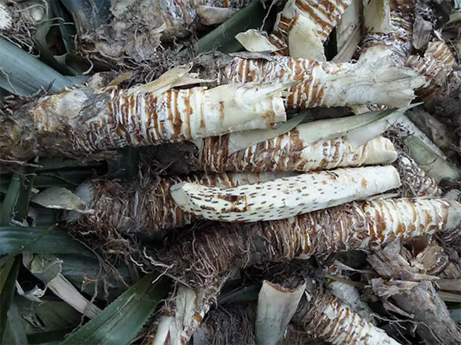 L'amidon d'ananas, l'arme secrète contre le plastique ? 2