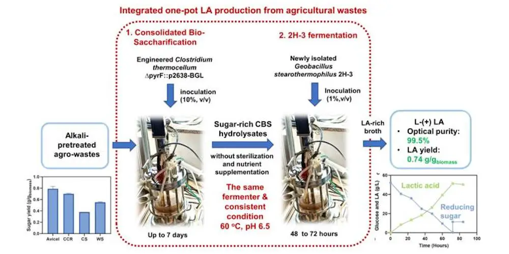 L'acide lactique : un potentiel écologique étonnant 2