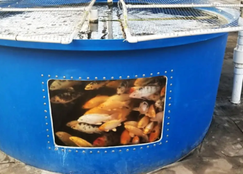 L'aquaponie circulaire : de l'énergie à partir des déchets de poissons