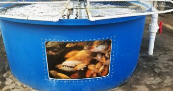 L'aquaponie circulaire : de l'énergie à partir des déchets de poissons