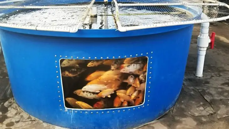 L'aquaponie circulaire : de l'énergie à partir des déchets de poissons