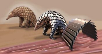 Le pangolin inspire la conception de robots médicaux flexibles