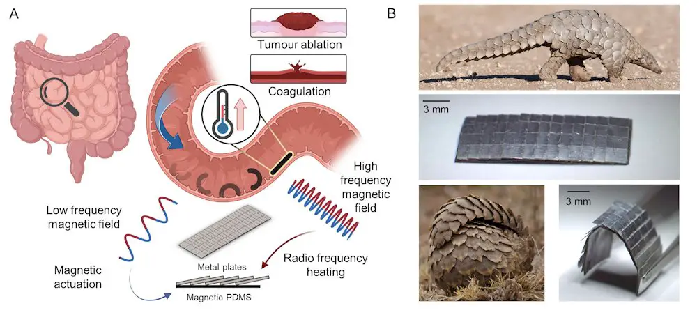 Le pangolin inspire la conception de robots médicaux flexibles 2