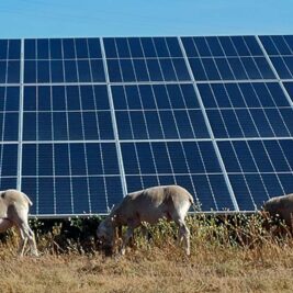 Au Portugal, environ 300 moutons s'invitent au cœur des parc solaires
