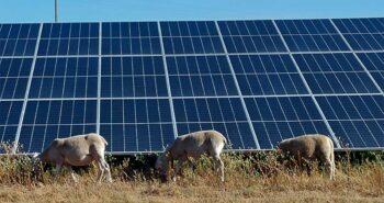 Au Portugal, environ 300 moutons s'invitent au cœur des parc solaires