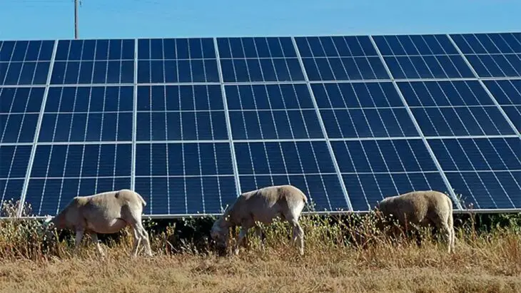 Au Portugal, environ 300 moutons s'invitent au cœur des parc solaires