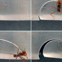 Les fascinantes techniques de découpe des fourmis coupe-feuilles