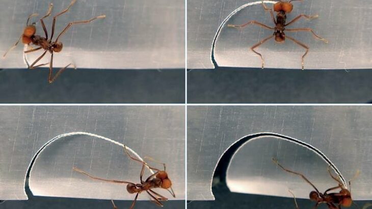 Les fascinantes techniques de découpe des fourmis coupe-feuilles