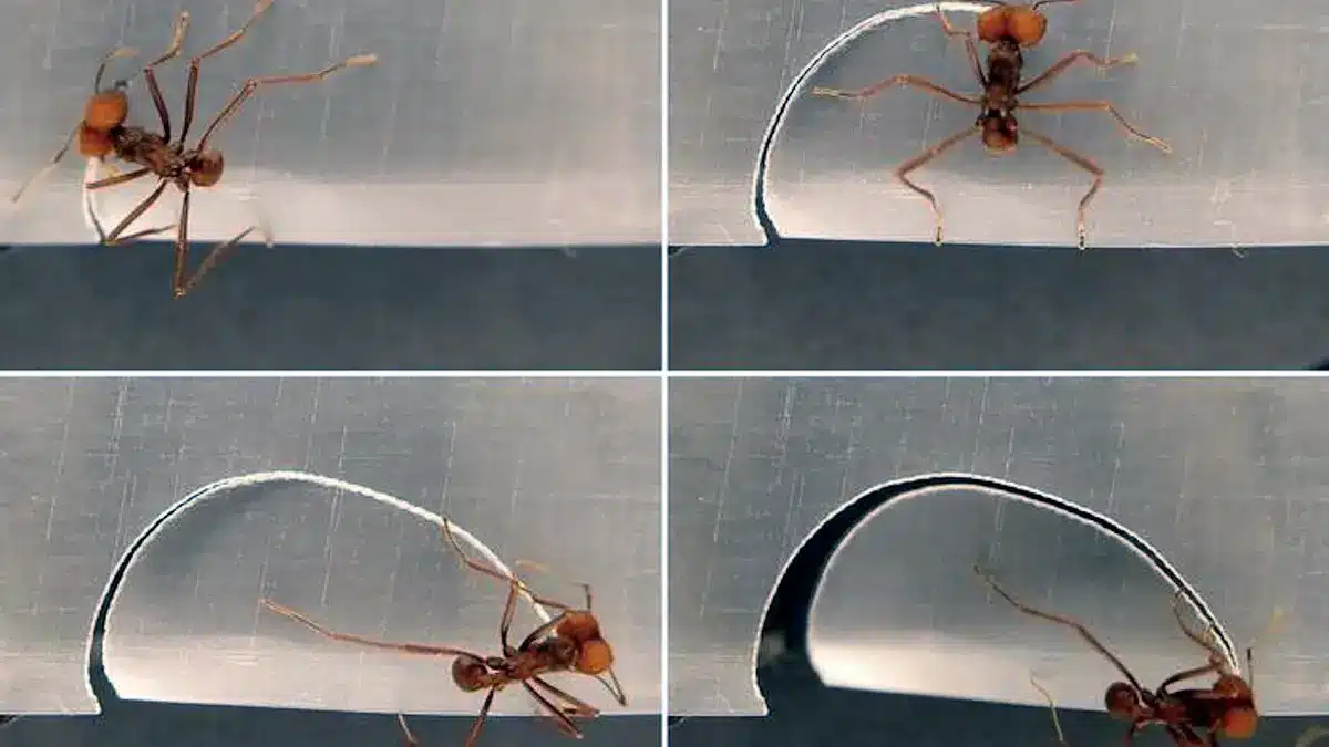 Les fascinantes techniques de découpe des fourmis coupe-feuilles