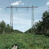Vattenfall transforme les lignes électriques en havres de biodiversité
