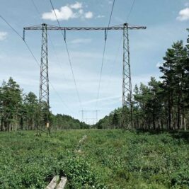 Vattenfall transforme les lignes électriques en havres de biodiversité