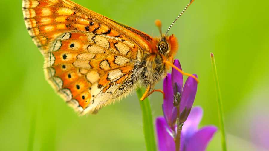 Vattenfall transforme les lignes électriques en havres de biodiversité 2