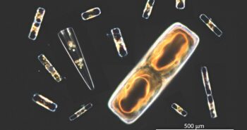Découverte scientifique : Le phytoplancton génère jusqu'à 12% de l'oxygène sur Terre