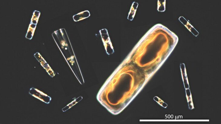 Découverte scientifique : Le phytoplancton génère jusqu'à 12% de l'oxygène sur Terre