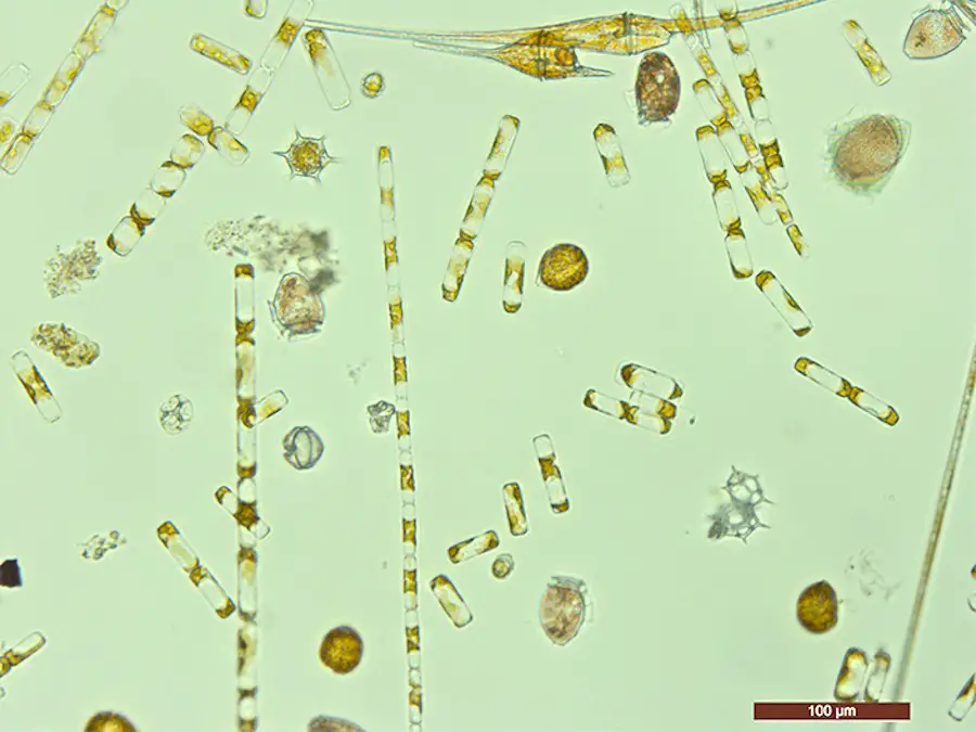Découverte : Le phytoplancton génère jusqu'à 12% de l'oxygène sur Terre 2