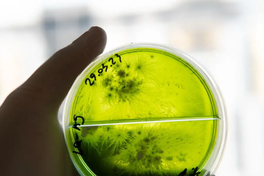 Symbiose plantes-bactéries : alternative aux engrais chimiques ? 2 bactéries symbiose