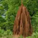 Les termites, ces génies de la construction écoénergétique