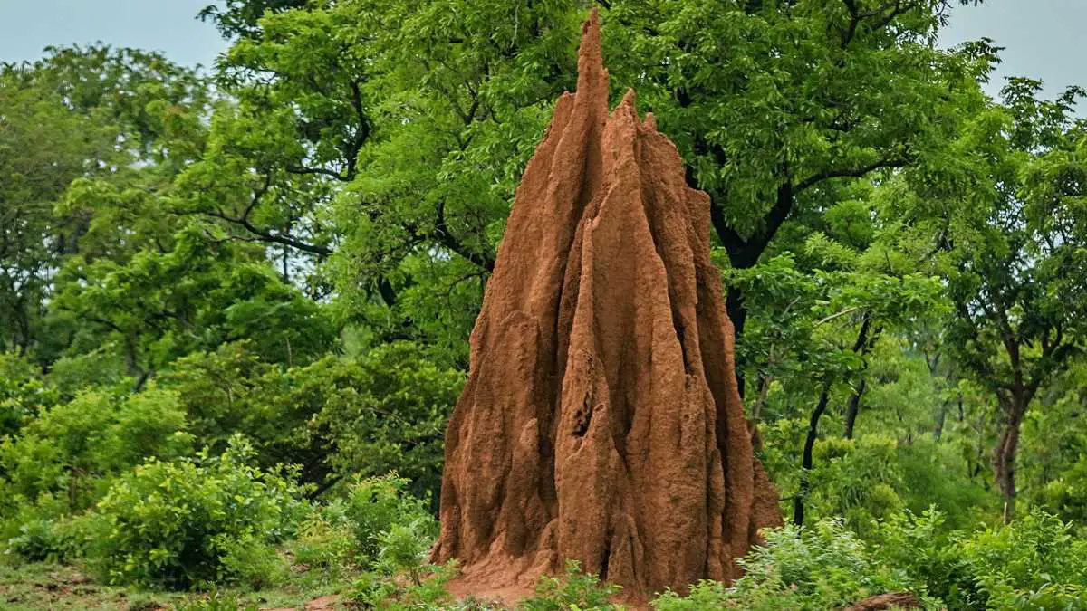 Les termites, ces génies de la construction écoénergétique