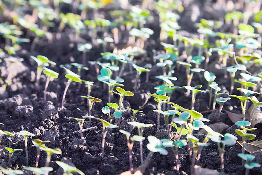 Faire pousser des plantes sur la Lune : le projet audacieux de l'Australie 2