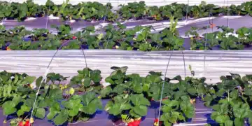 Rows of strawberry on farm