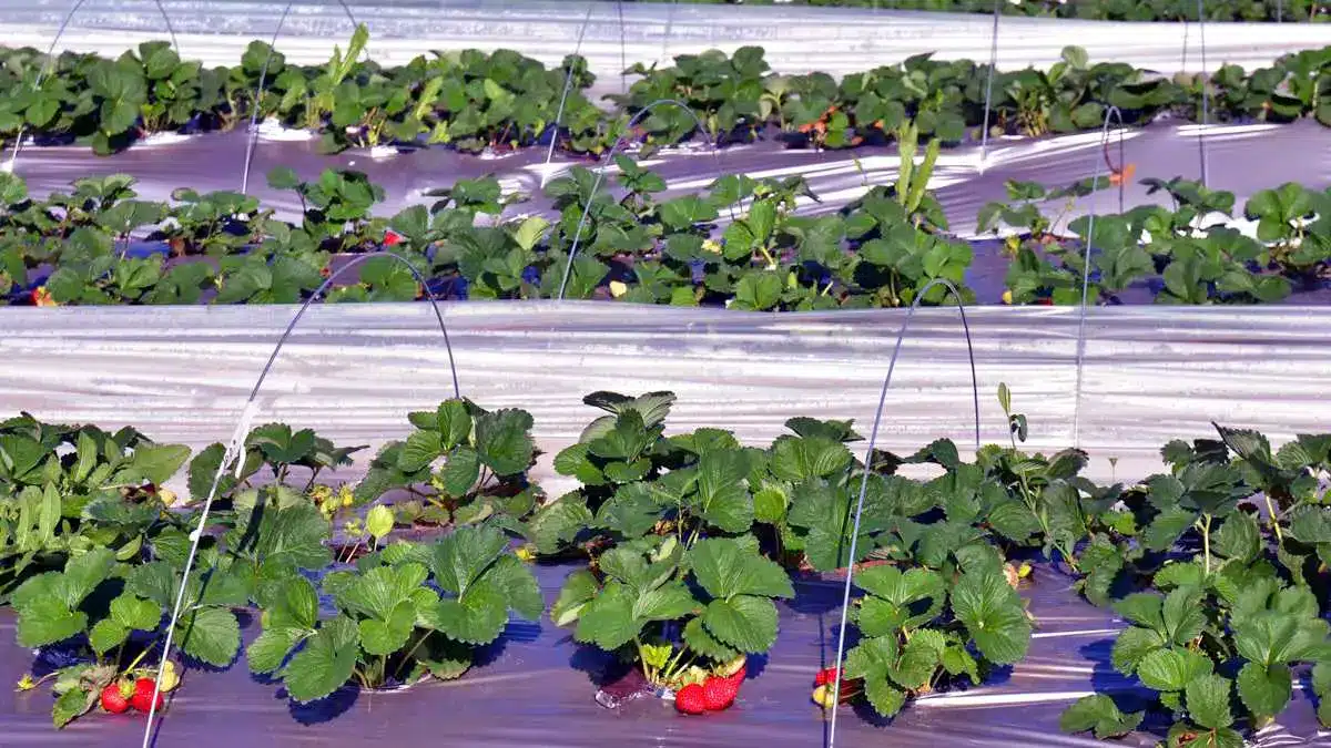 Rows of strawberry on farm