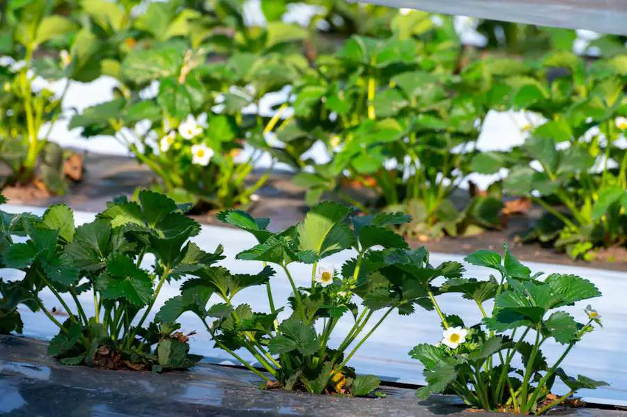 Californie : la culture des fraises face à la menace plastique 2