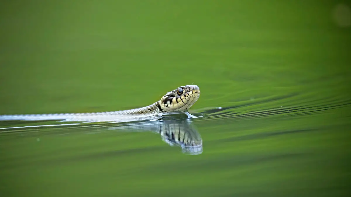 Les serpents de mer voient la vie en couleurs